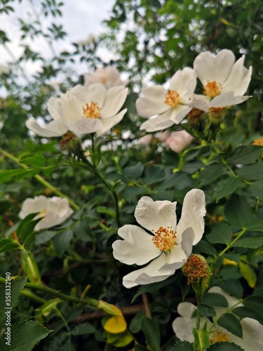 Fototapeta Naklejka Na Ścianę i Meble -  Beautiful pink flower -  Dog rose or Wild rose. Rosa canina, commonly known as the dog rose is a variable climbing, wild rose species native to Europe, northwest Africa, and western Asia.