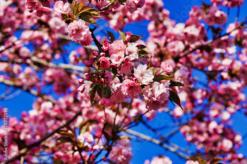 Blooming