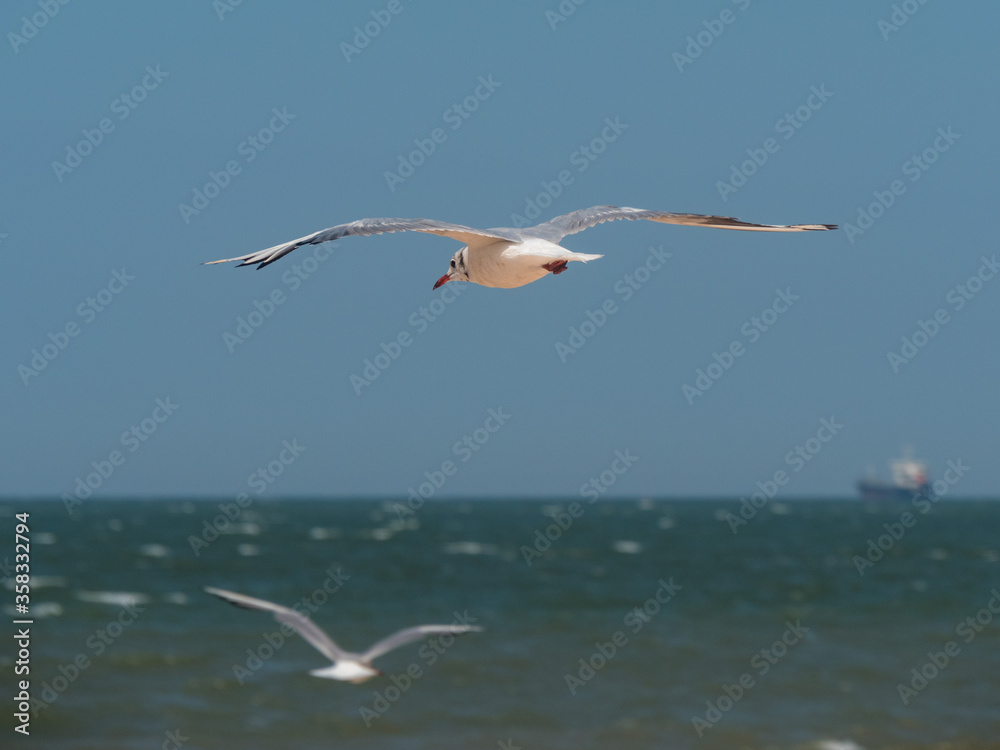 The bird spreads its wings and flies over the sea. The bird spreads its wings and flies over the sea.