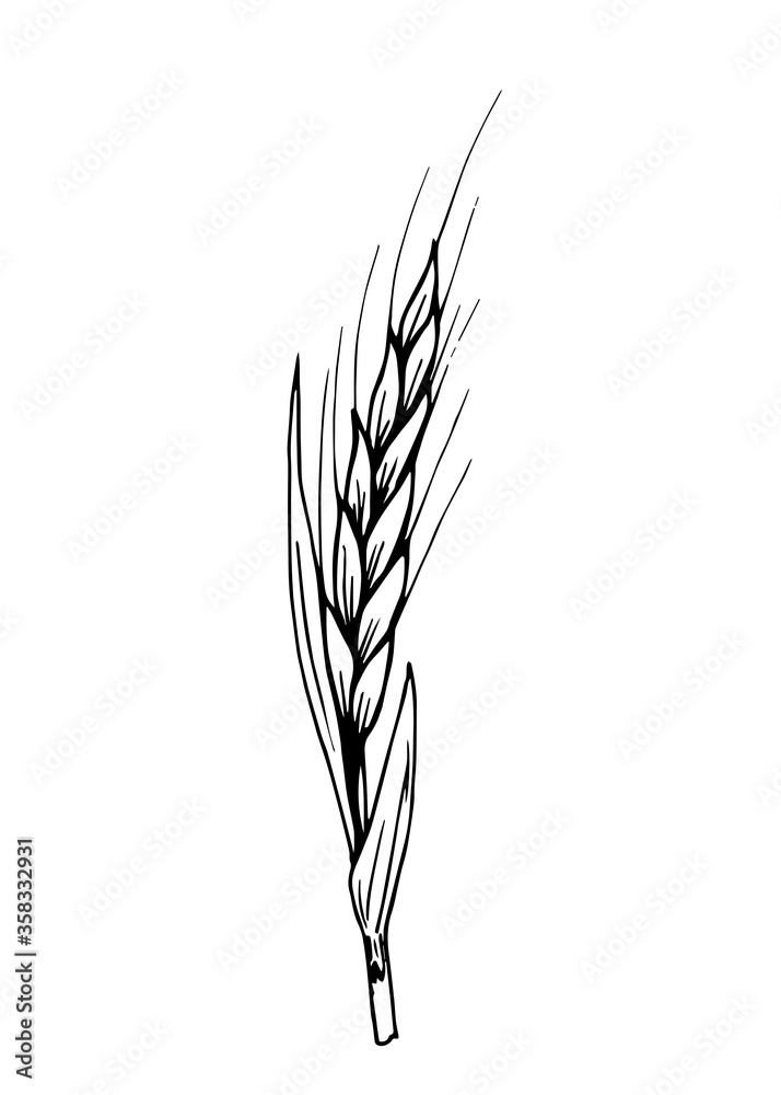Hand-drawn black outline vector drawing. Spikelet of wheat, cereal cultivation, grain farming, seasonal harvest. For label prints, product packaging. Flour products, bread, pastries. Hand-drawn black outline vector drawing. Spikelet of wheat, cereal cultivation, grain farming, seasonal harvest. For label prints, product packaging. Flour products, bread, pastries.