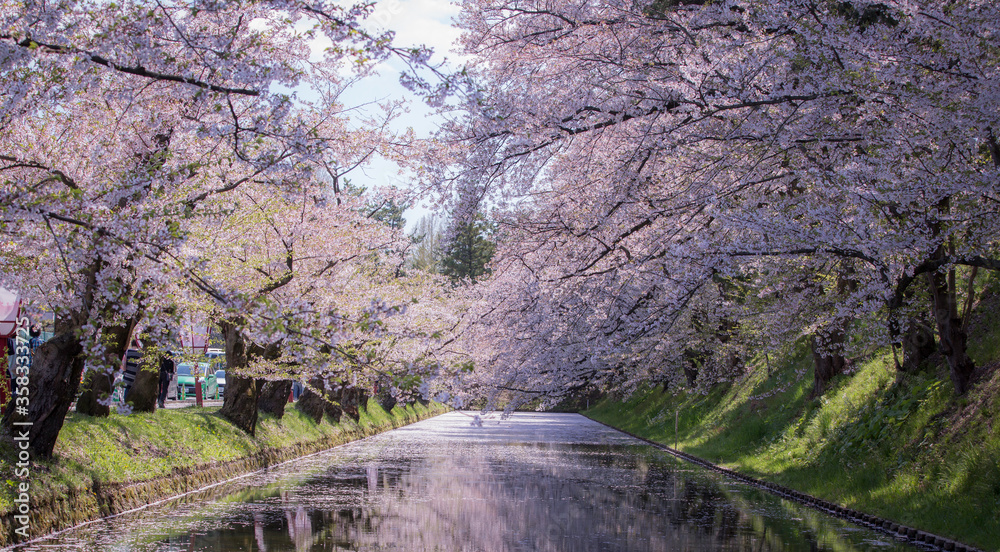 Cherry blossoms three at the Hirosaki Castle Park in Hirosaki, Aomori, Japa Cherry blossoms three at the Hirosaki Castle Park in Hirosaki, Aomori, Japa