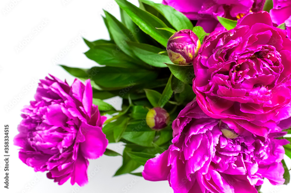 Fototapeta premium Natural floral background. Bouquet of pink purple peonies flowers. Peonies flower petals, beautiful floral wallpaper. Flower texture. Abstract floral blooming background. Holiday floral card