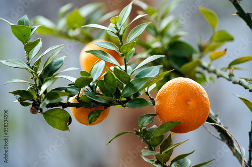 A close up of a chinotto plant photo