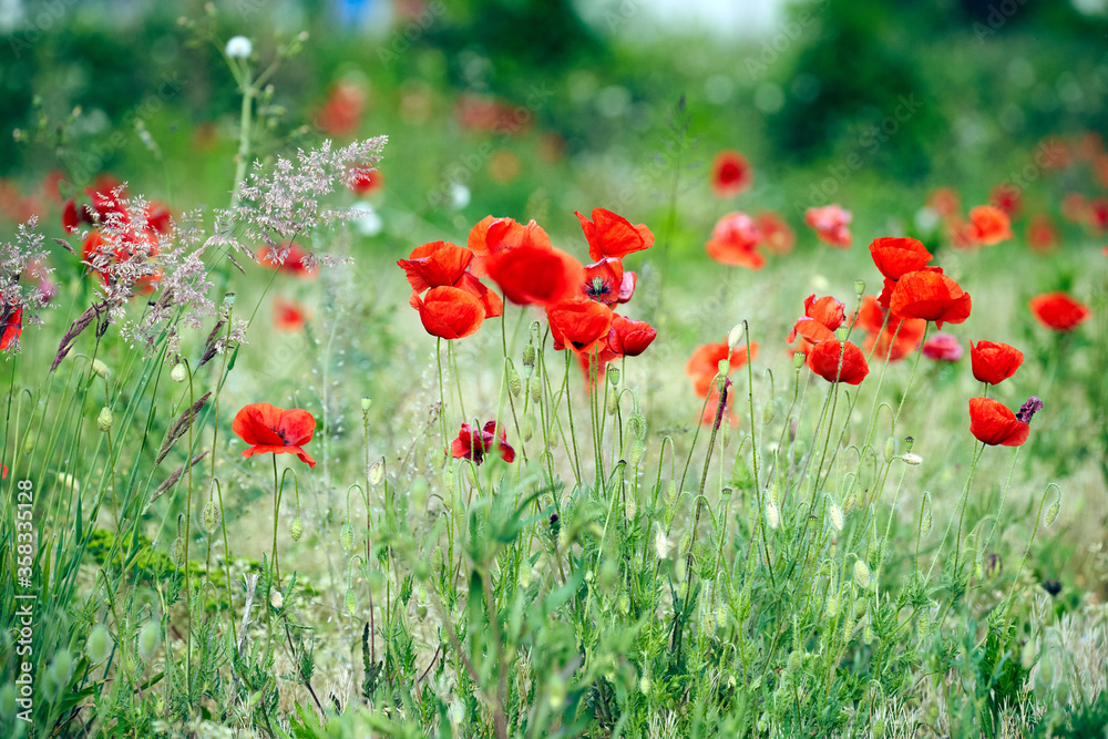 Naklejka premium Red poppy in a field