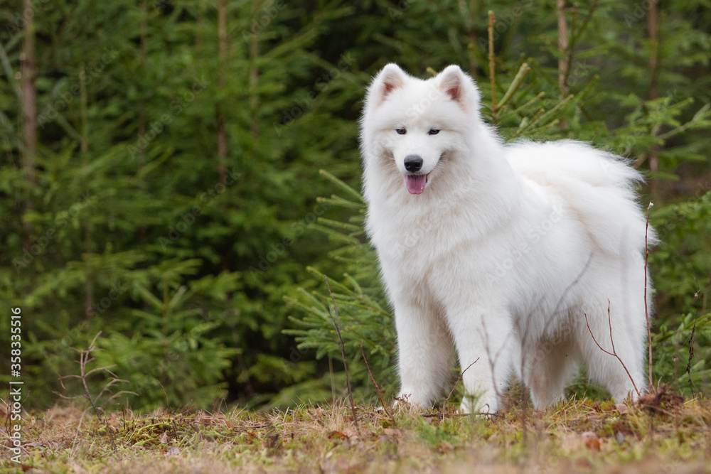 Cute white Samoyed dog stands against a background of coniferous plants