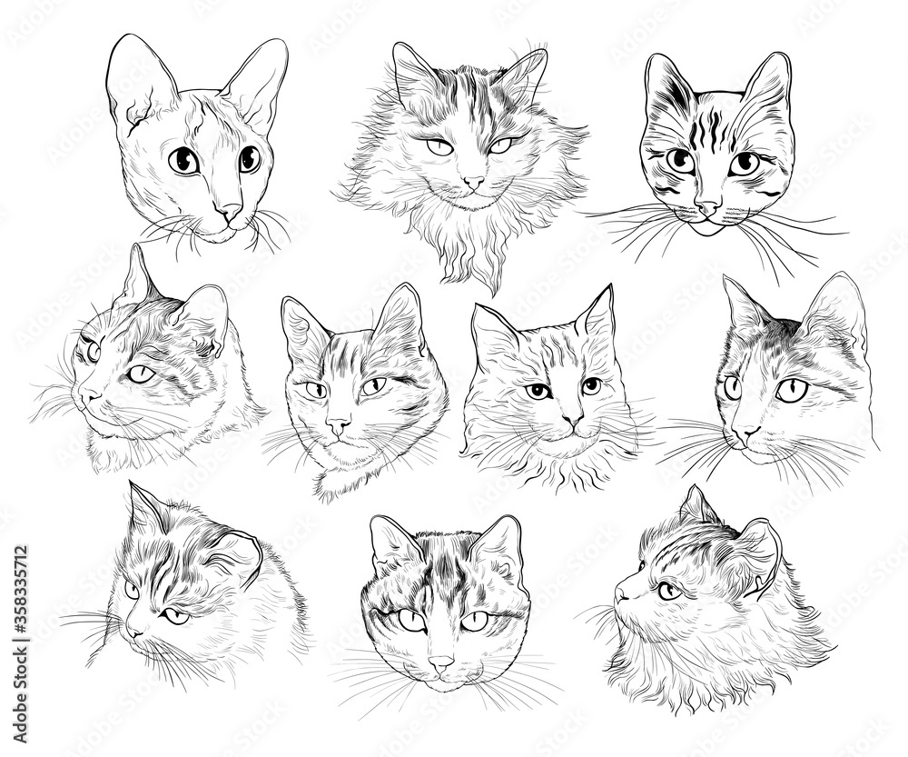 A set of portraits of different cats. Vector sketch. Hand-drawn illustration.