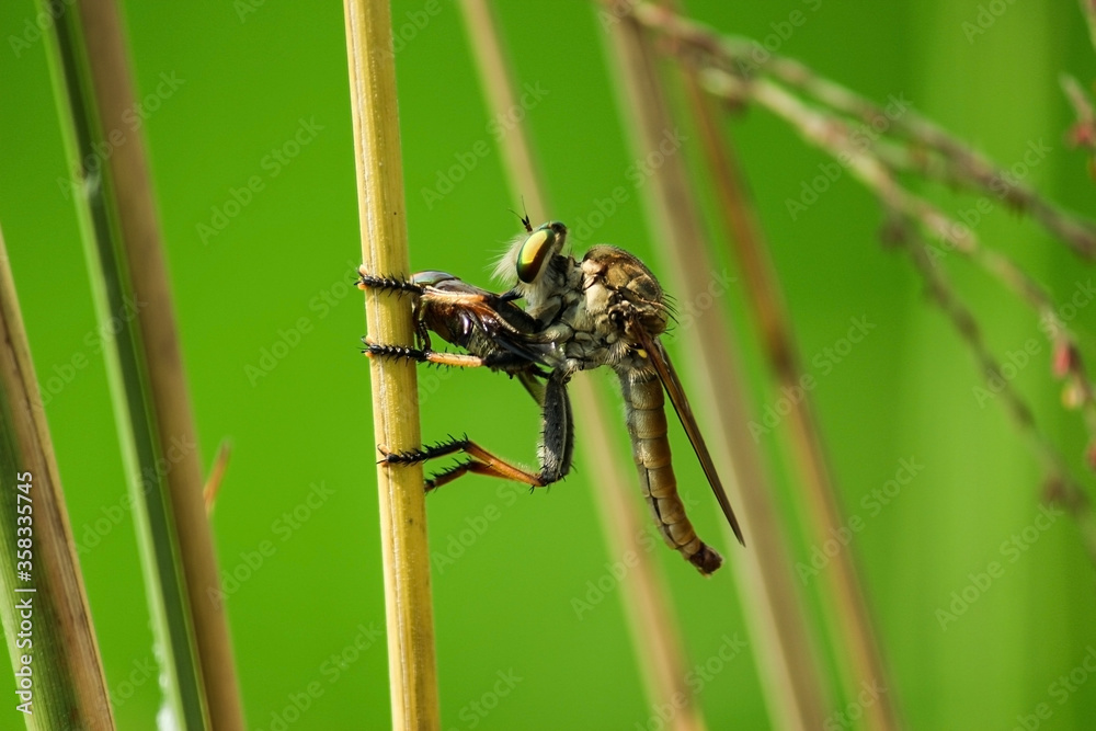 Ommatius in broad daylight holding a insect as a food in front of green natural background sitting on a stick Ommatius in broad daylight holding a insect as a food in front of green natural background sitting on a stick