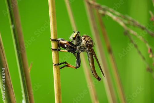Ommatius in broad daylight holding a insect as a food in front of green natural background sitting on a stick photo