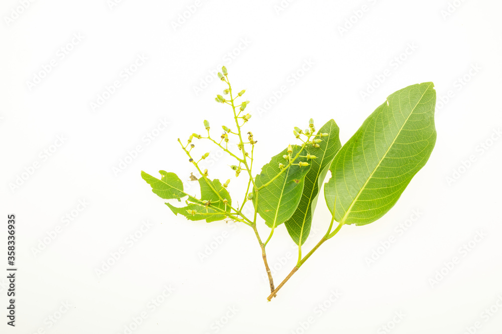 Obraz premium Wild Almond leaf