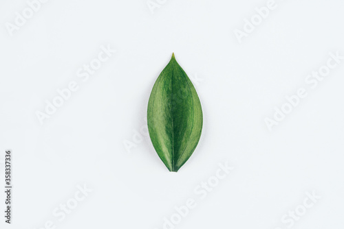 Fresh green leaf on a white background. Flat lay. Nature concept.