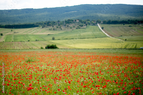 field of poppies and field in Tuscany