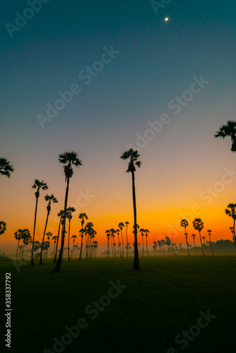 Silhouette sunrise colorful sky with cloud in rice plantation and sugar palm field