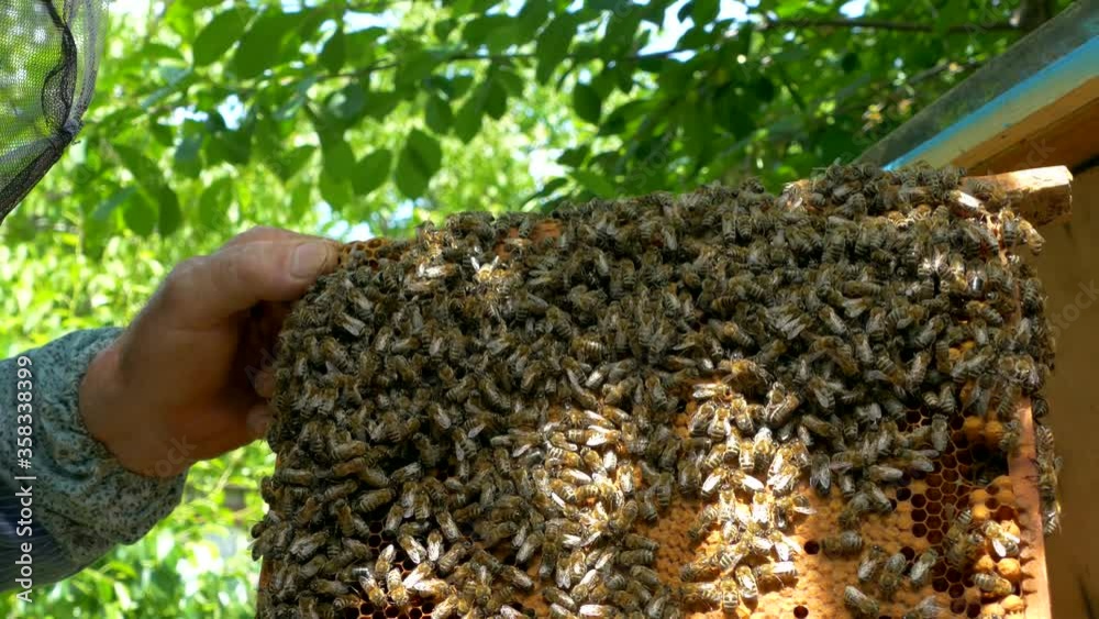 The beekeeper works in the apiary. Bees collect honey and pollen and put in a honeycomb. The beekeeper works in the apiary. Bees collect honey and pollen and put in a honeycomb.