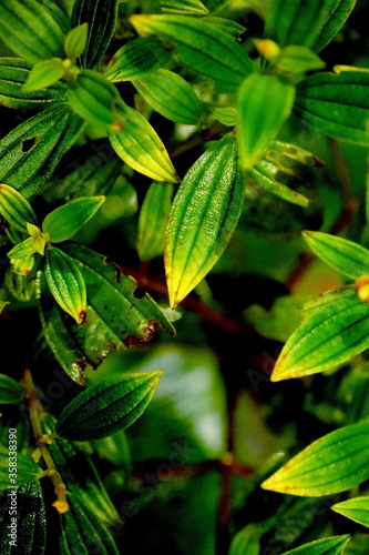 Wallpaper Mural green leaves in the garden Torontodigital.ca