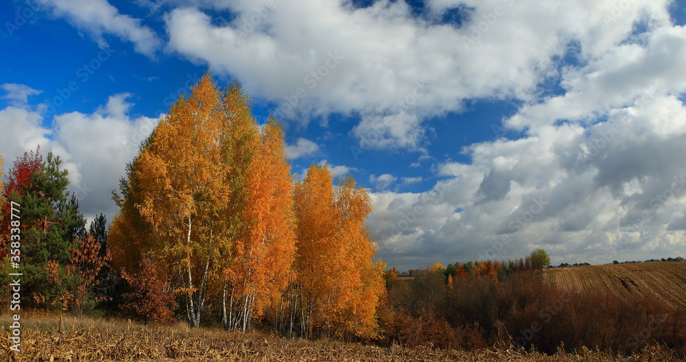 Fototapeta premium Autumn landscape. Yellow trees in the middle of fields.