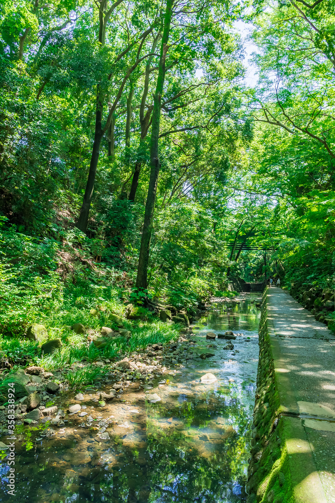 Fototapeta premium 東京都世田谷区等々力にある等々力渓谷の景色