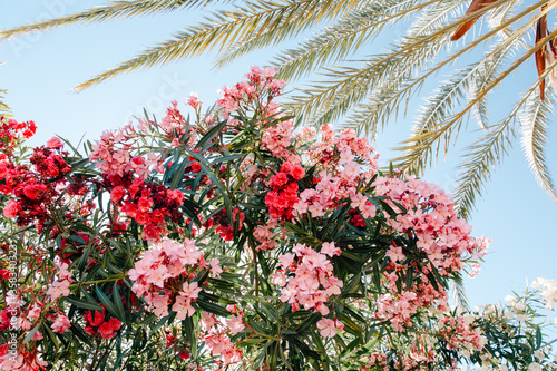 pink and violet nerium oleander flower