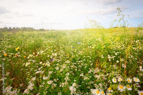 Wildflowers close-up. Panoramic view of the blooming chamomile field. Dramatic cloudscape. Floral pattern. Setomaa, Estonia. Environmental conservation, gardening, alternative medicine, eco tourism photo