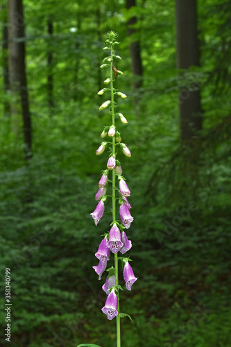 Roter Fingerhut, Digitalis purpurea, common foxglove, photo