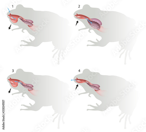 Respiratory System and function of Frog photo