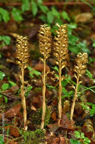 Vogel-Nestwurz, Neottia nidus-avis, bird's-nest orchid photo