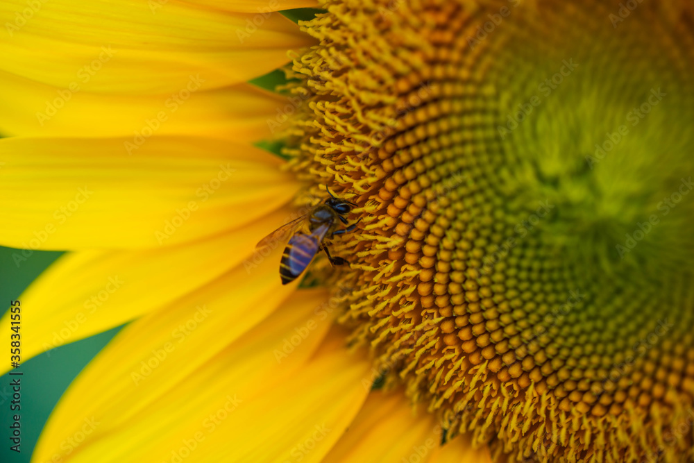 Close up of bee sniffing the sunflower pollen, close up colorful and beautiful sunflower and bee in sunflower in the garden and clear sky Close up of bee sniffing the sunflower pollen, close up colorful and beautiful sunflower and bee in sunflower in the garden and clear sky