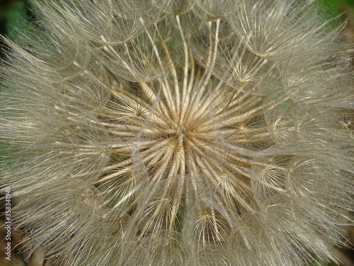 Meadow Salsify  close 