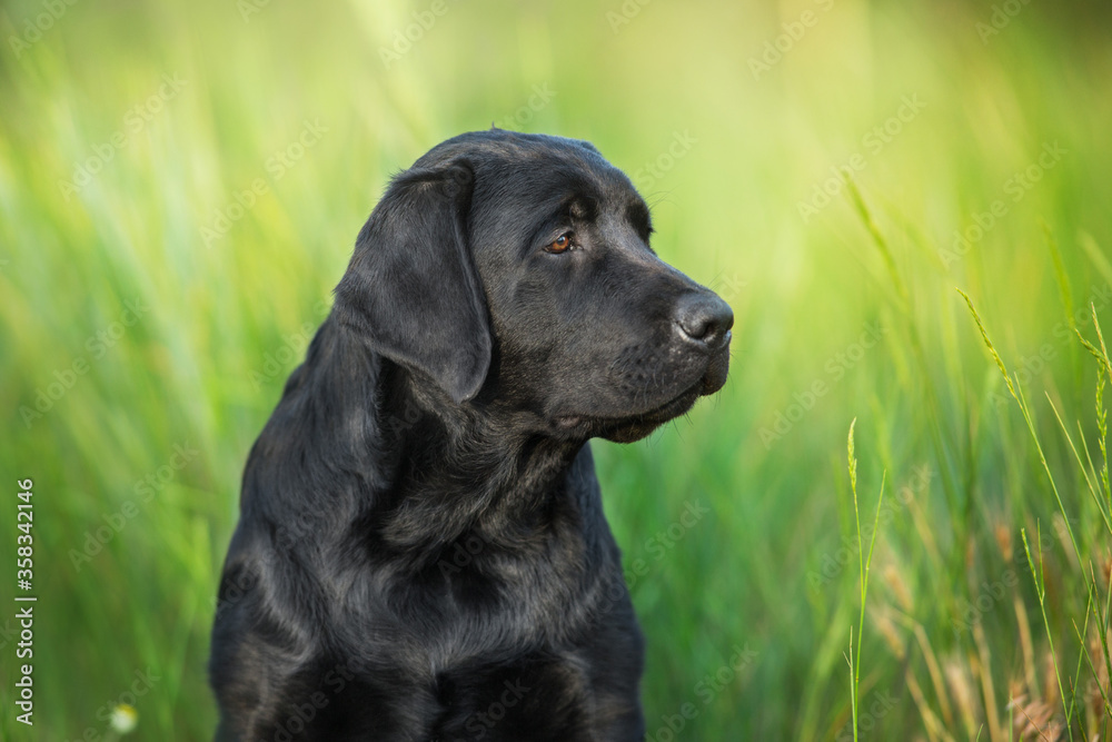 black labrador retriever black labrador retriever
