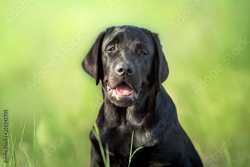 Black labrador retriever dog portrait in summer meadow