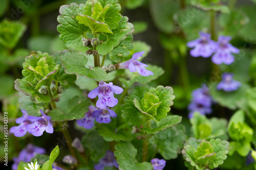 Flowers Glechoma Hederacea Growing On Meadow In Springtime Close Up.