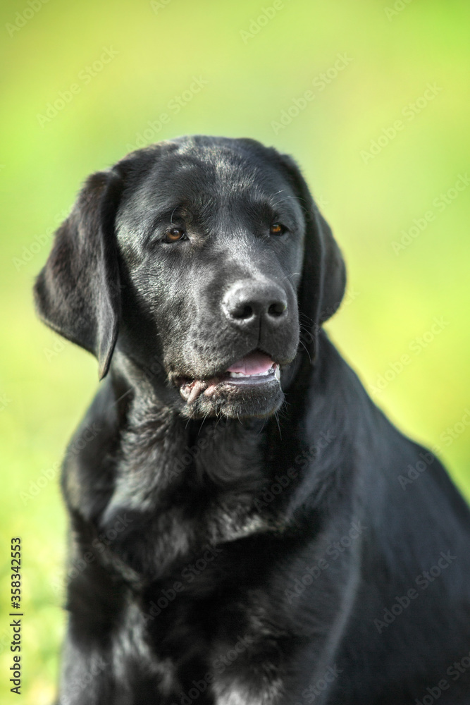 Black labrador retriever dog portrait in summer meadow Black labrador retriever dog portrait in summer meadow