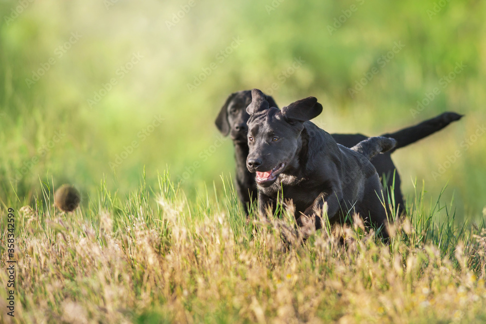 Black labrador retriever dogs play outdoor Black labrador retriever dogs play outdoor