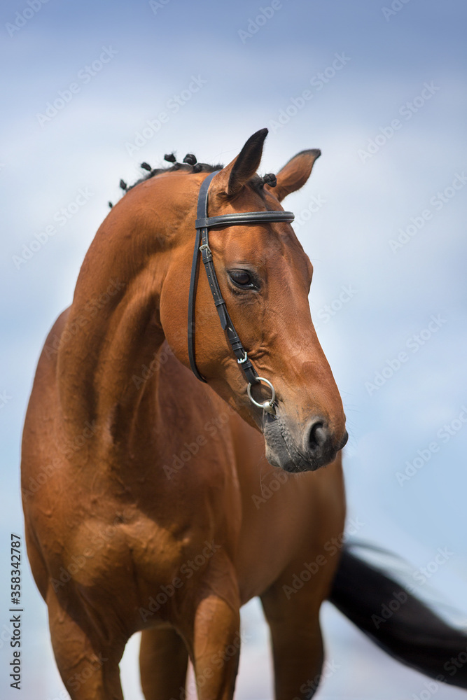 Obraz Bay stallion in bridle close up portrat against blue sky