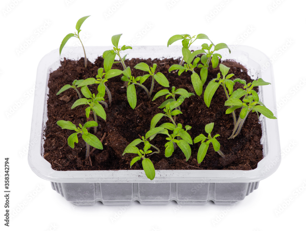 Young tomato seedlings in a transparent plastic container isolated Young tomato seedlings in a transparent plastic container isolated