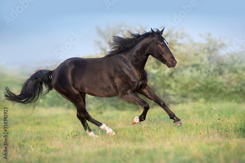 Fototapeta Naklejka Na Ścianę i Meble -  Black horse free run gallop in medow