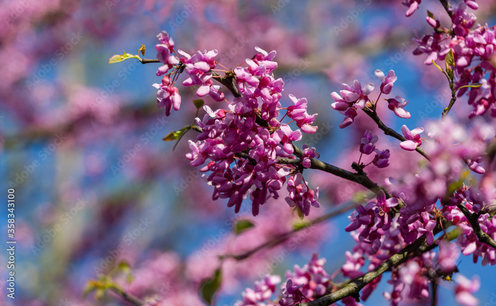 Eastern Redbud, or Eastern Redbud Cercis canadensis purple spring blossom in sunny day. Close-up of Judas tree pink flowers. Selective focus. Nature concept for design. Eastern Redbud, or Eastern Redbud Cercis canadensis purple spring blossom in sunny day. Close-up of Judas tree pink flowers. Selective focus. Nature concept for design.