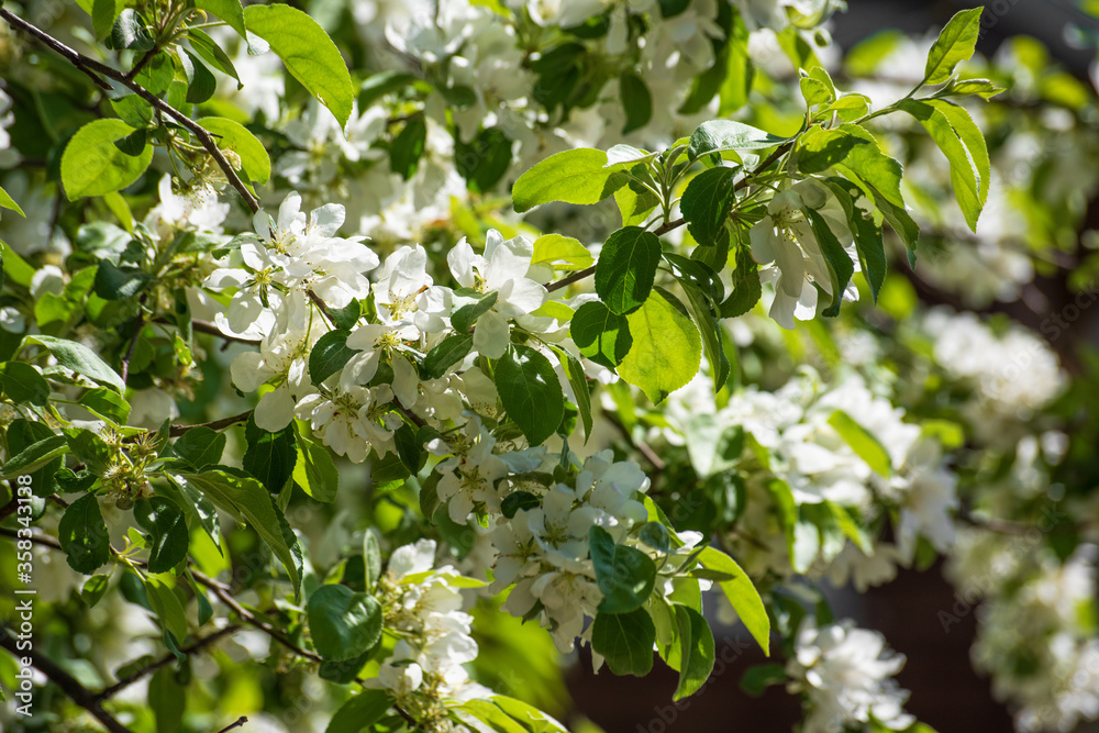 Branches of a blossoming apple tree