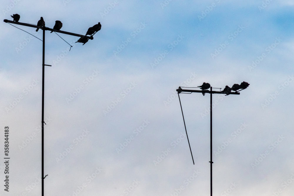 birds on a wire birds on a wire