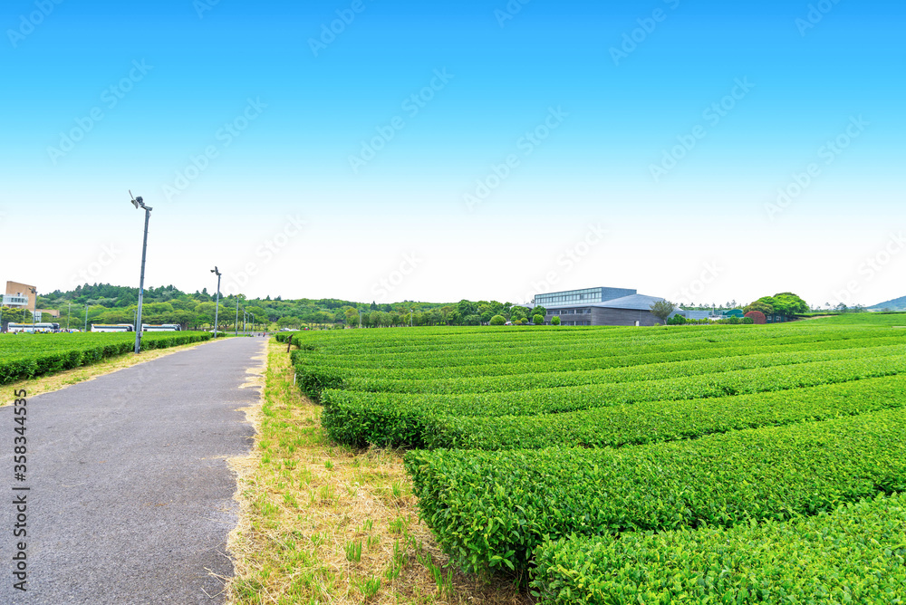 Walkway in tea plantation on Jeju Island, tea farm on the hill in a clear day.