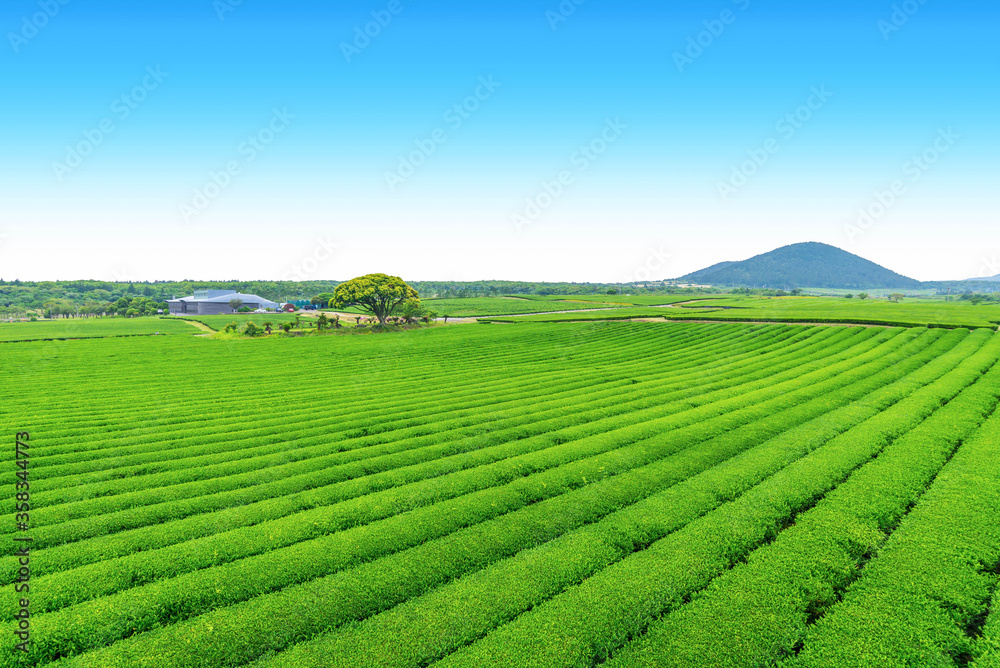 tea plantation on Jeju Island, tea farm on the hill in a clear day.