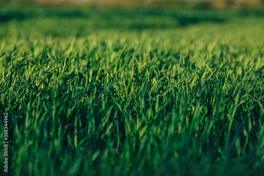green grass Abstract Nature Background