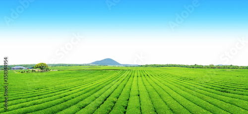 tea plantation on Jeju Island, tea farm on the hill in a clear day. © sosconcan