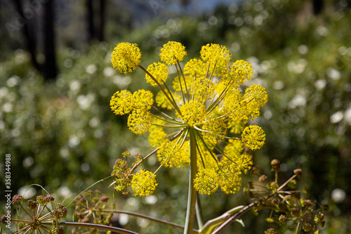 yellow flowered fennel photo