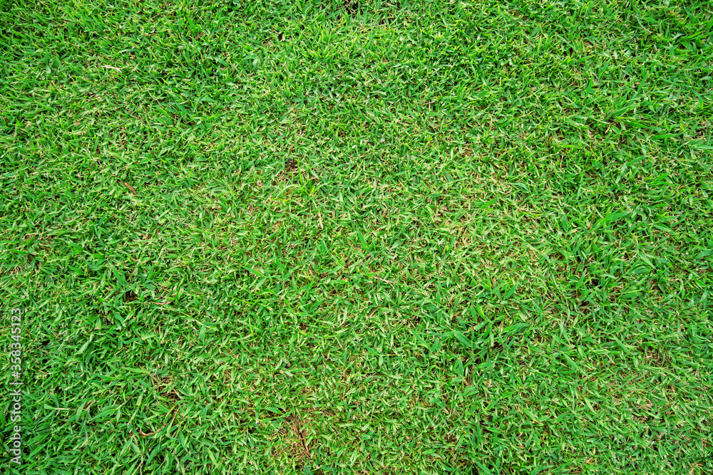 Fototapeta premium green grass