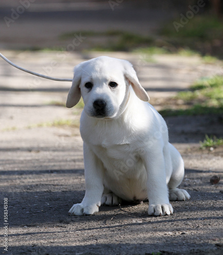 the yellow labrador in the park