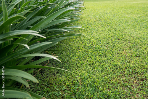 Freshly grown grass, shallow depht of field photo