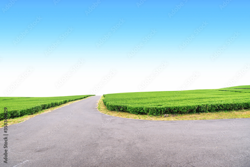Walkway in tea plantation on Jeju Island, tea farm on the hill in a clear day.