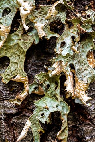 Tree Lungwort (Lobaria pulmonaria)