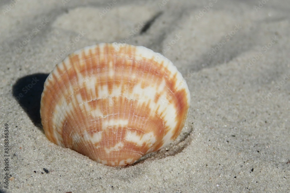 Beautiful seashell on the sand, closeup Beautiful seashell on the sand, closeup