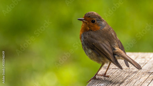Wet European red robin (Erithacus rubecula) standing on a table with a green bokeh